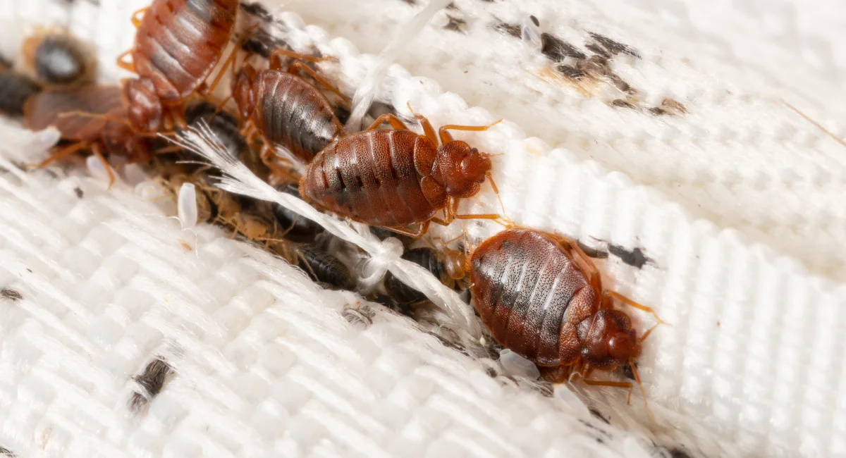 Bed bug image