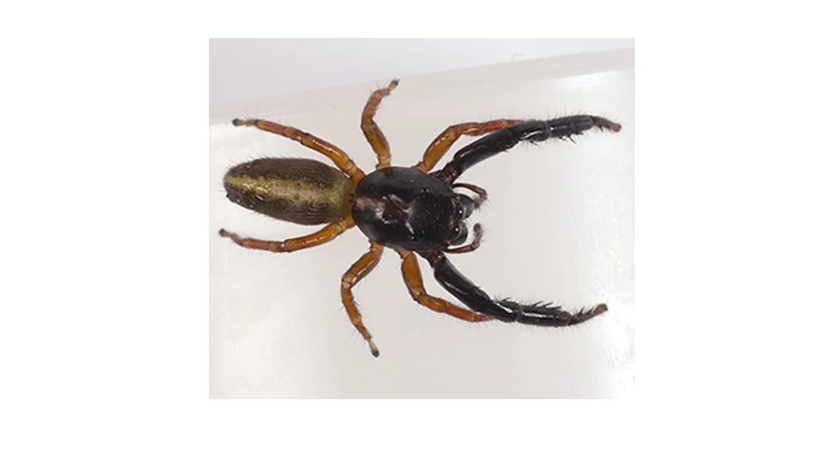 Brown House Spider (cupboard spider)