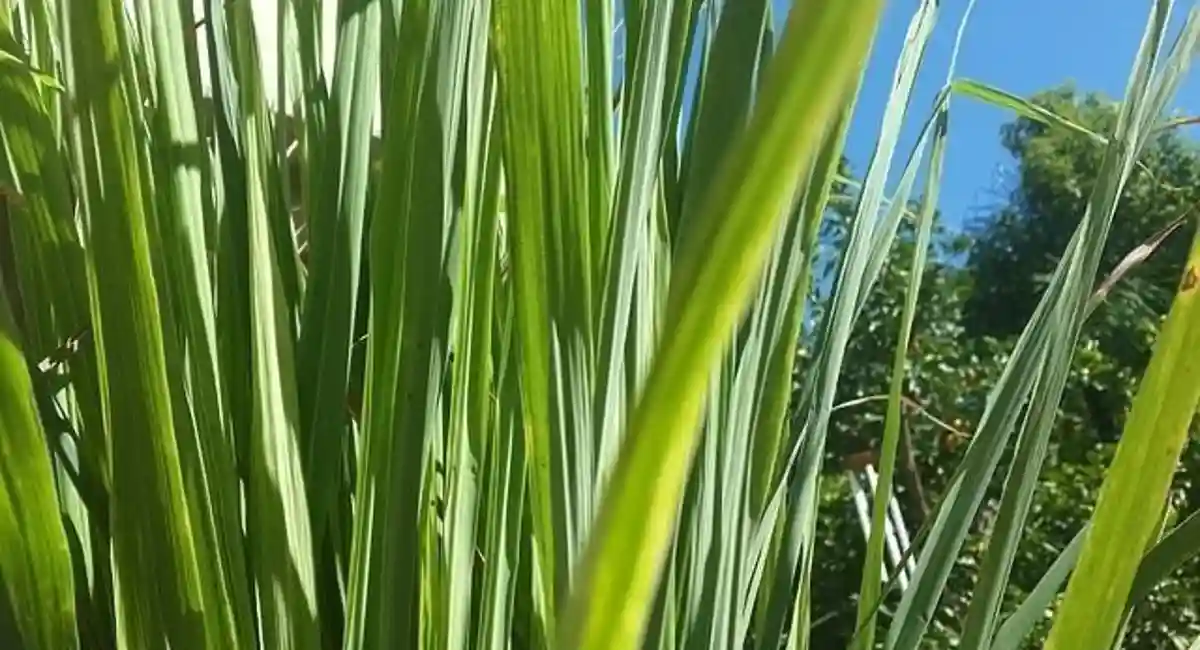 citronela é uma alternativa de receita caseira contra mosquitos