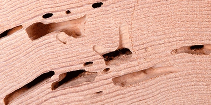 Termite pathway