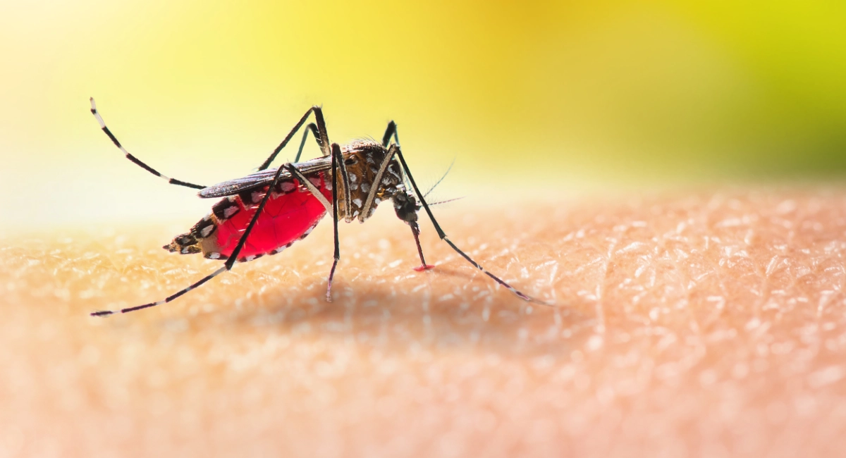Aedes Aegypti