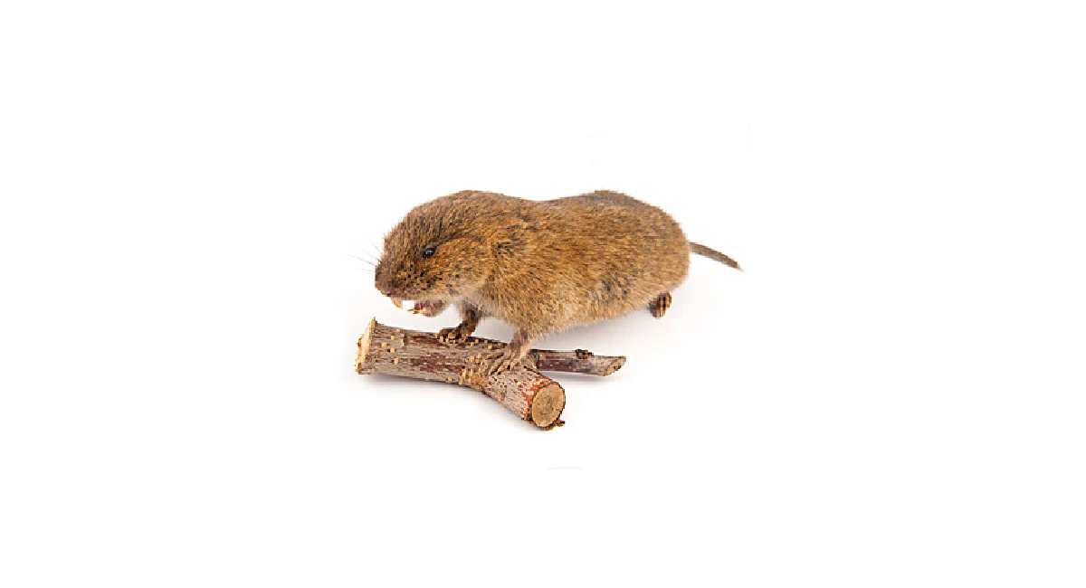 Wühlmaus (auch: Schermaus)
