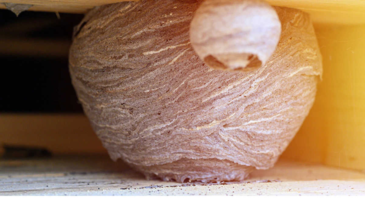 Wasp Nests