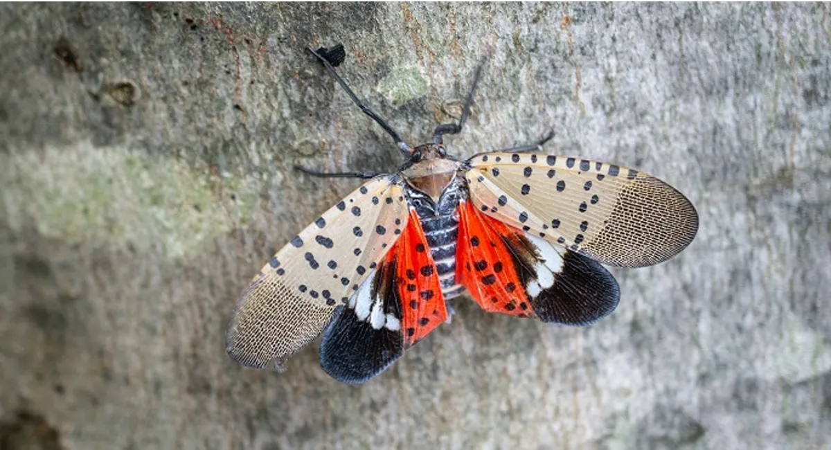 Spotted lanternflies