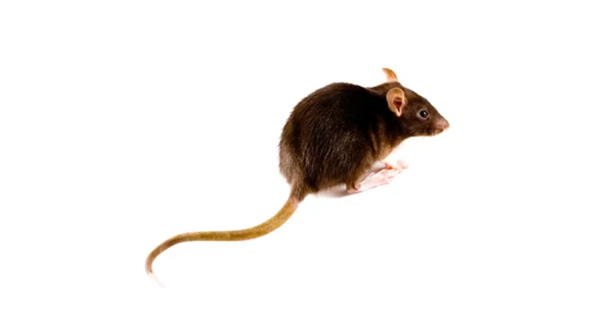 Wanderratten