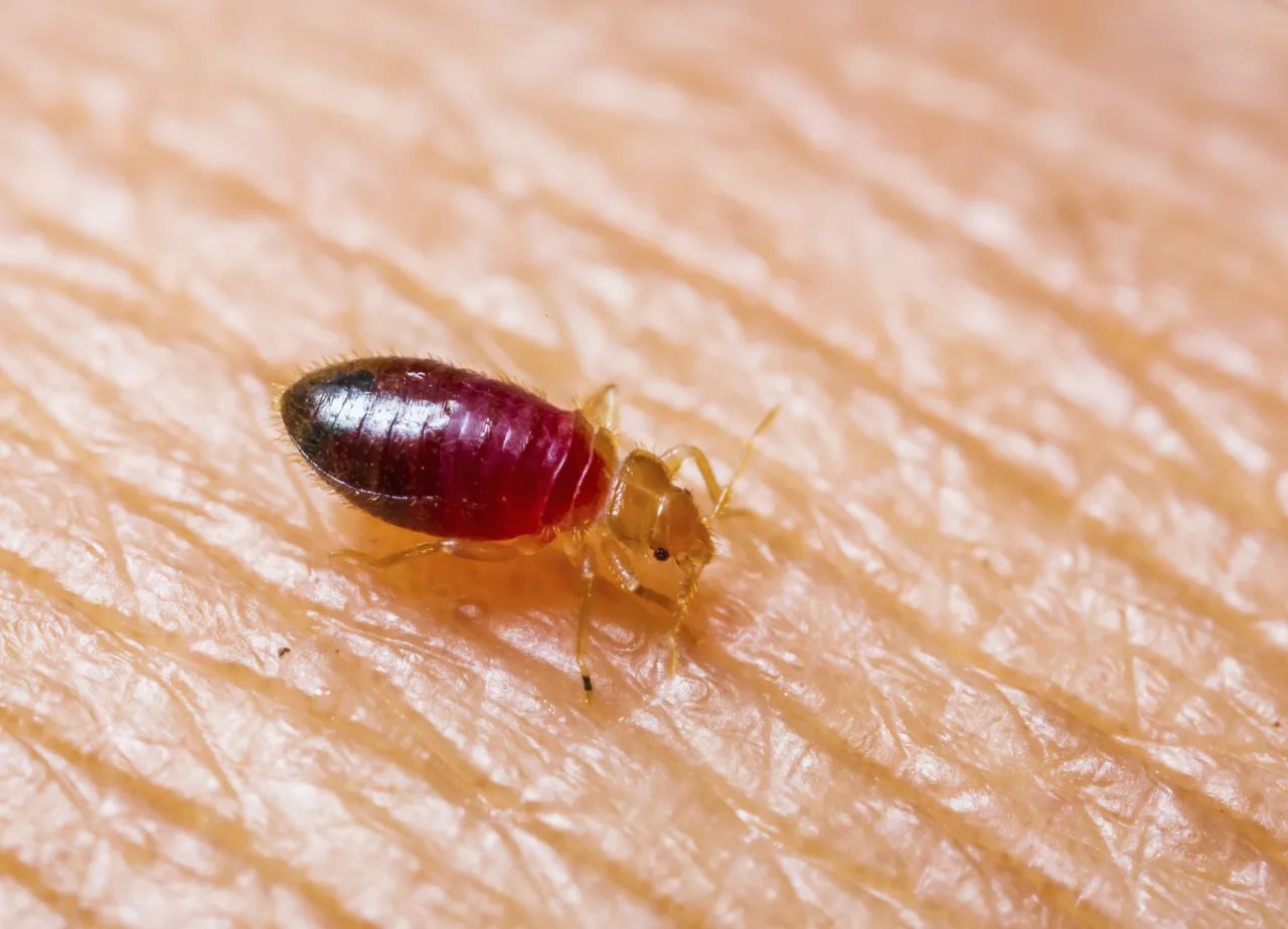 Bed bug
