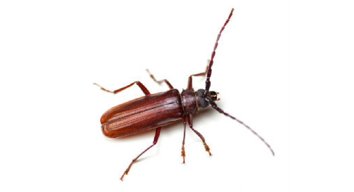 Cryptolestes Ferrugineus