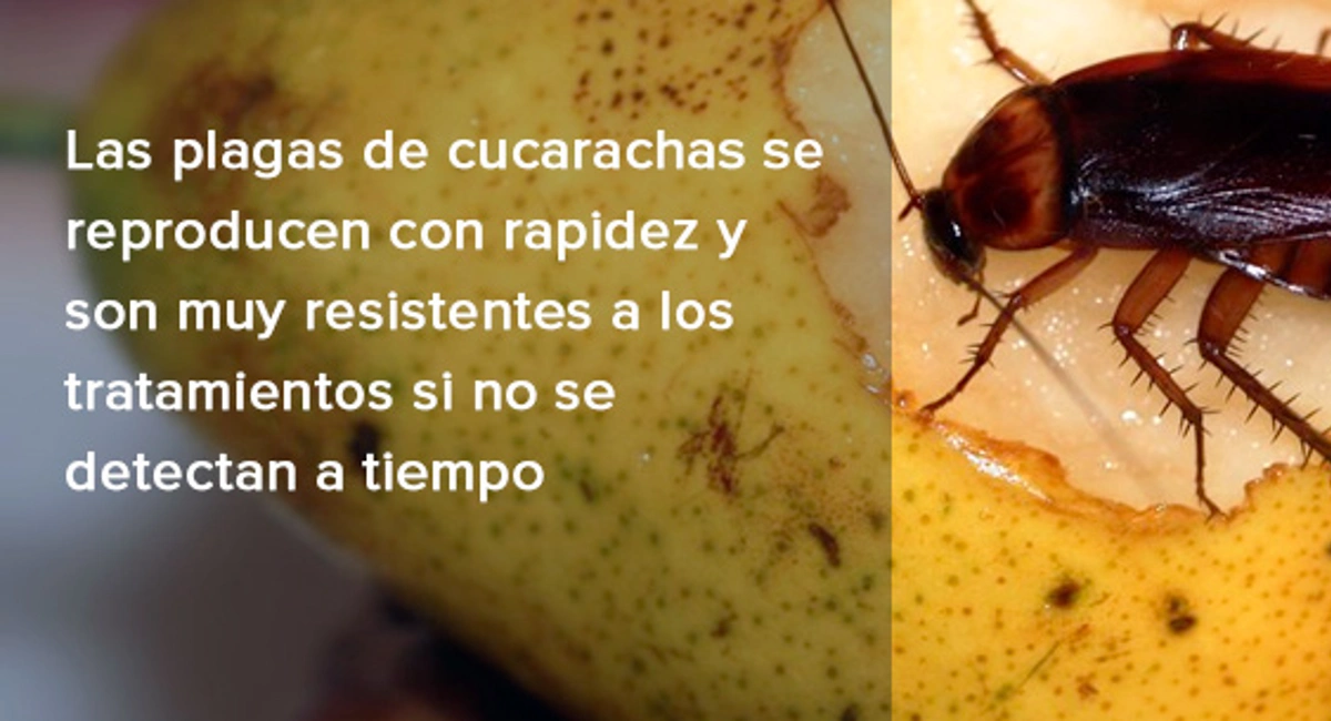 plagas de cucarachas