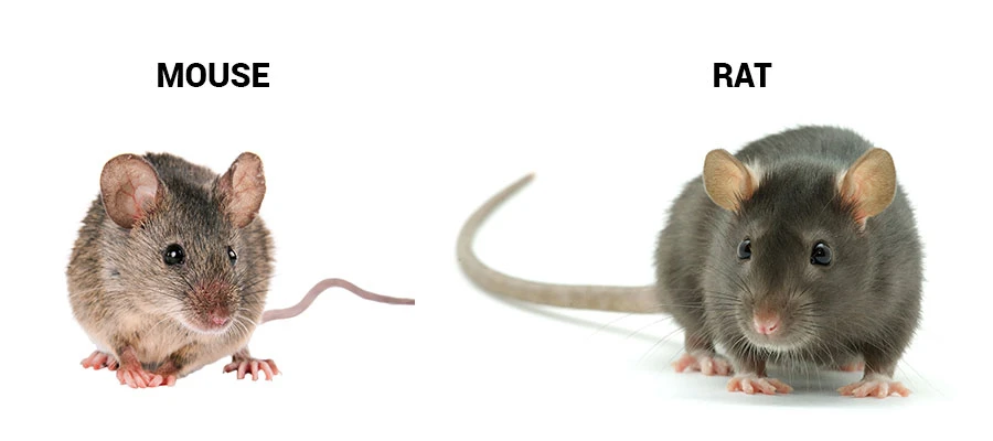 How Do I Know If I Have Rats Or Mice