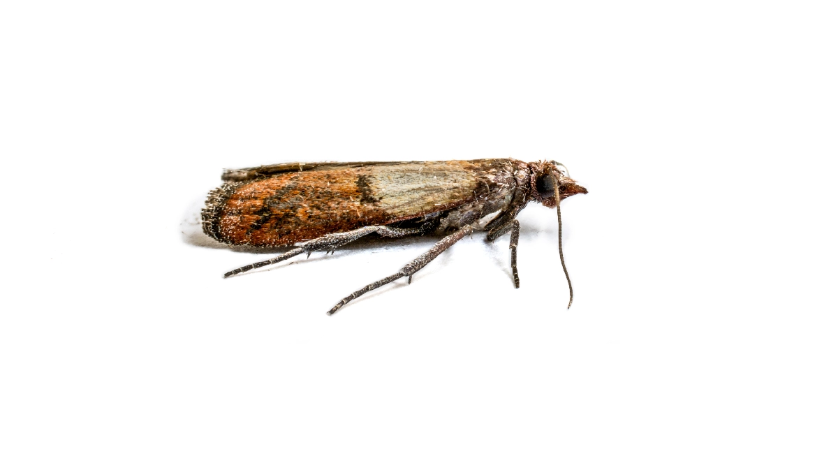 moth