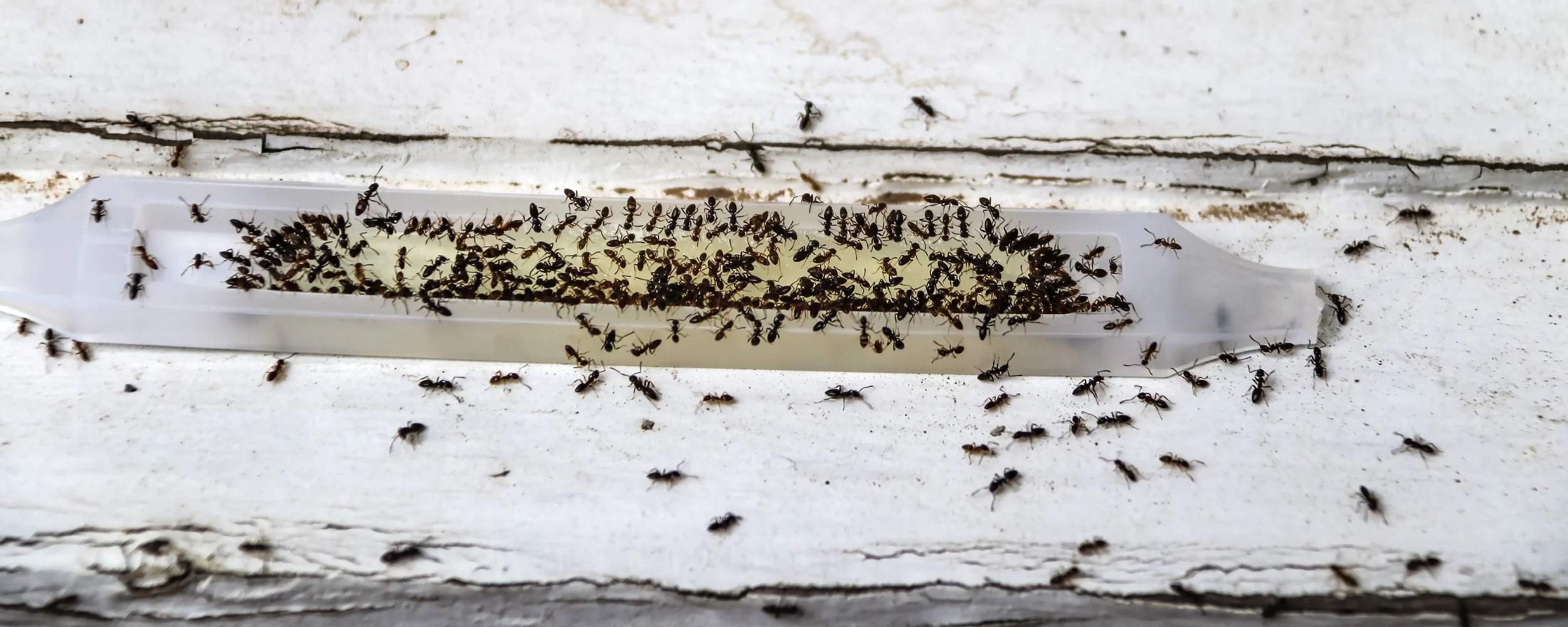 Ants