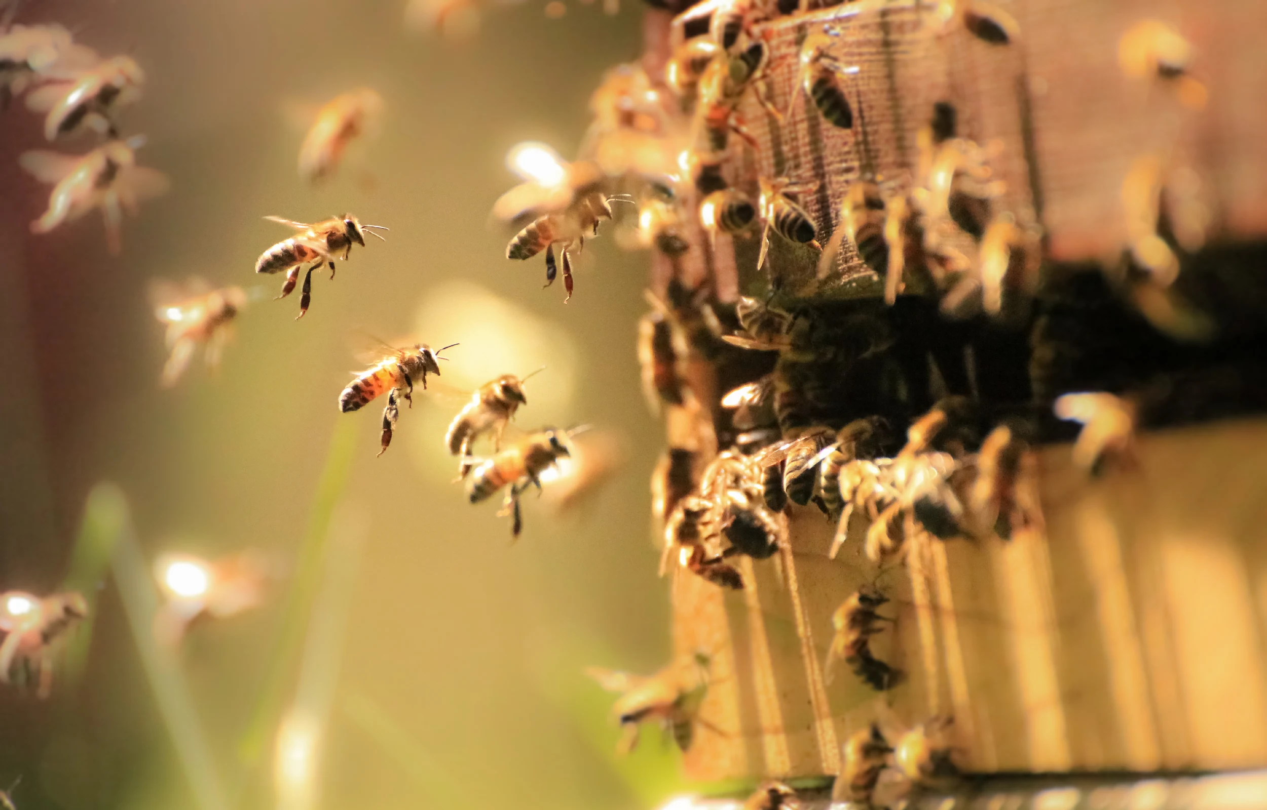 wasps-bees