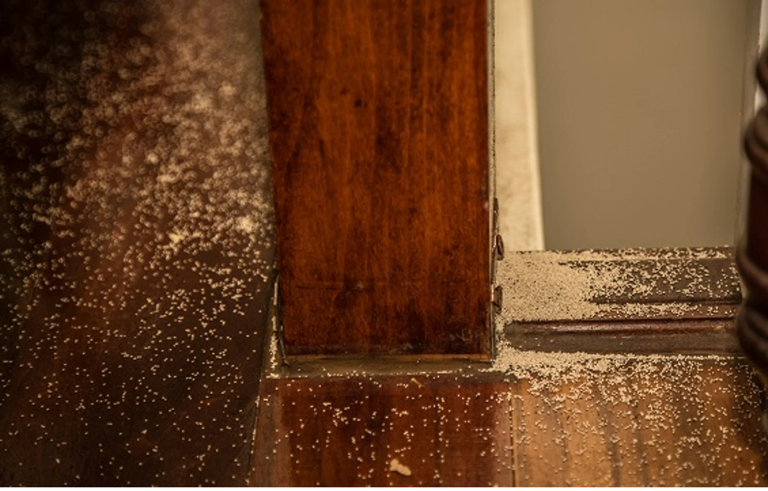 Termite can cause damage