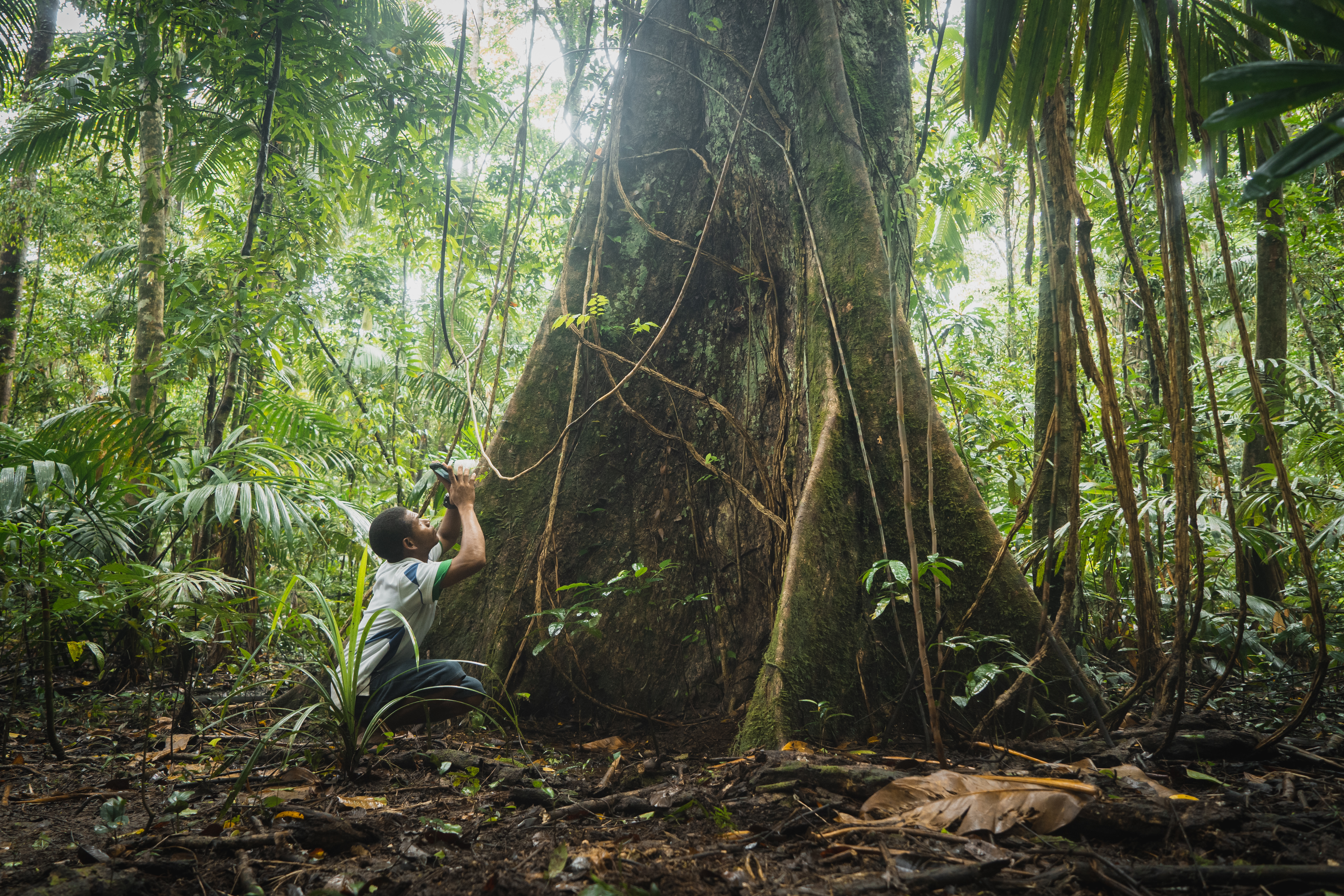 Rainforest