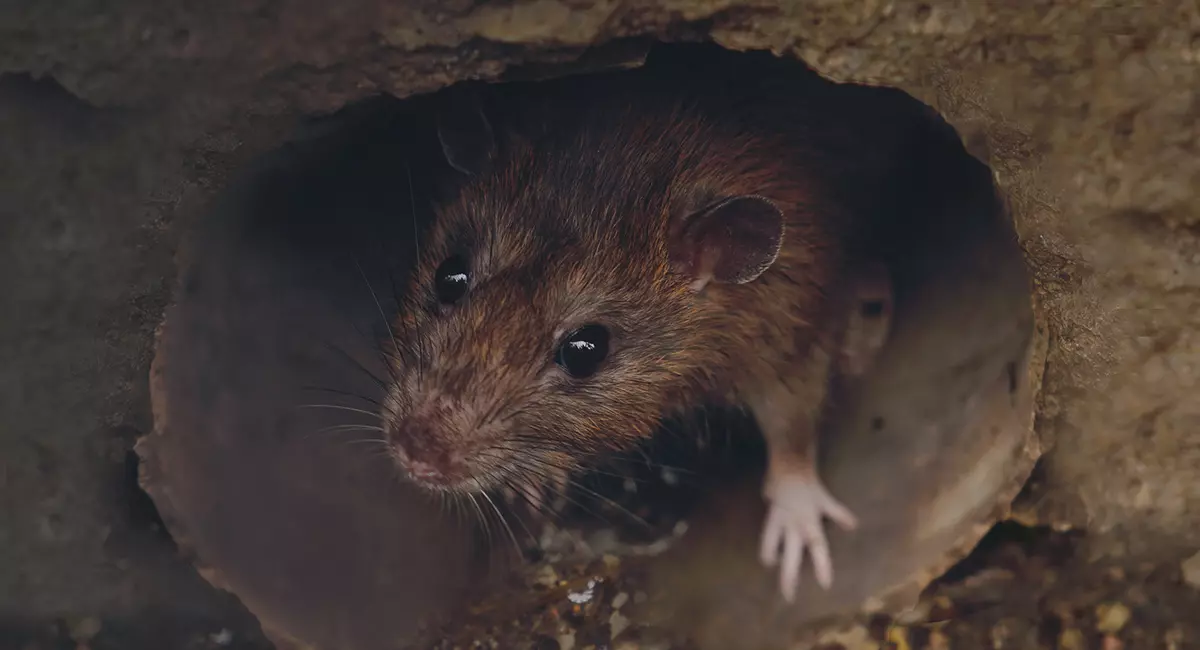Rat