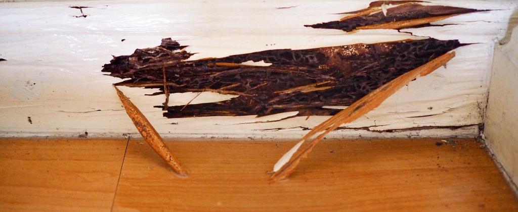 Paper-thin or hollow-sounding wood is a sign of termite