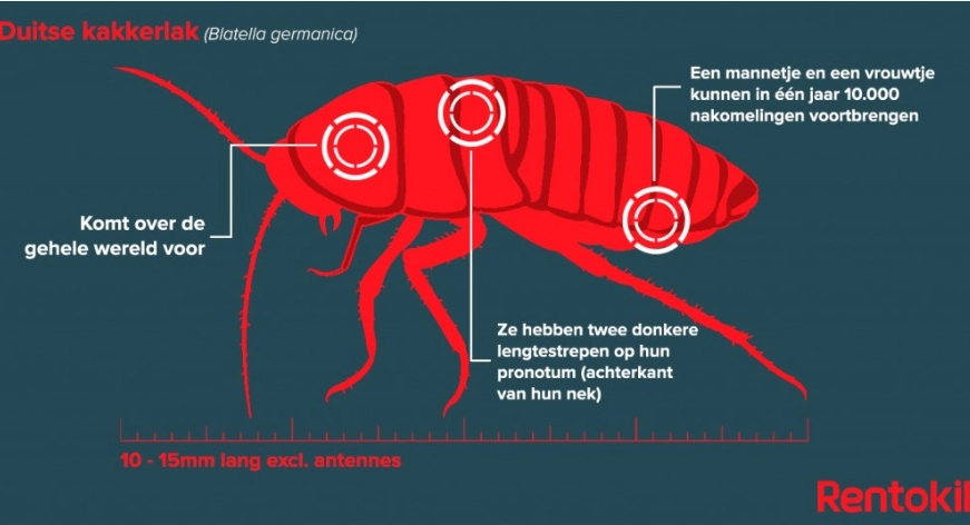Rentokil Nederland - Duitse Kakkerlak