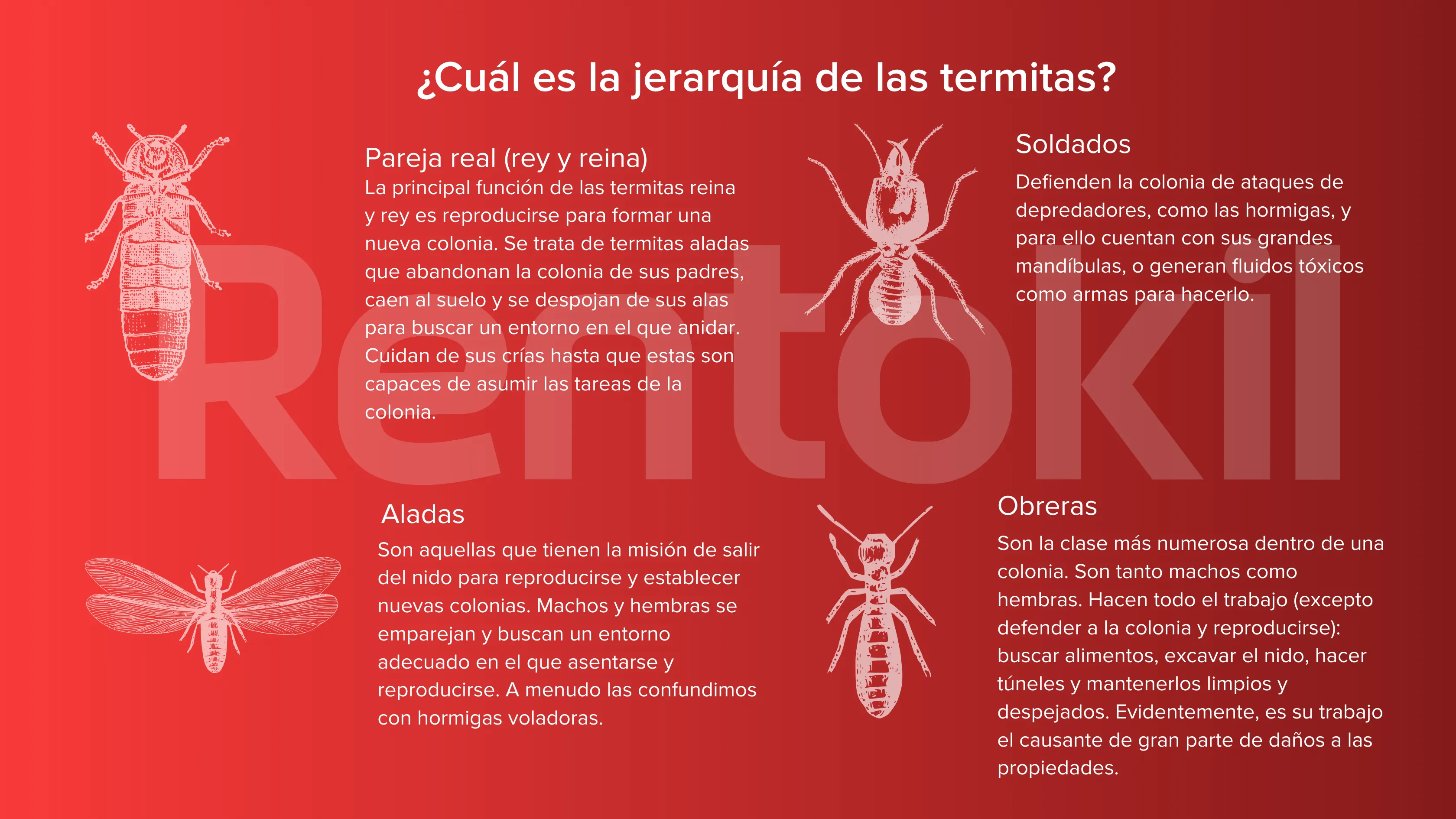 jerarquia-de-una-colonia-de-termitas