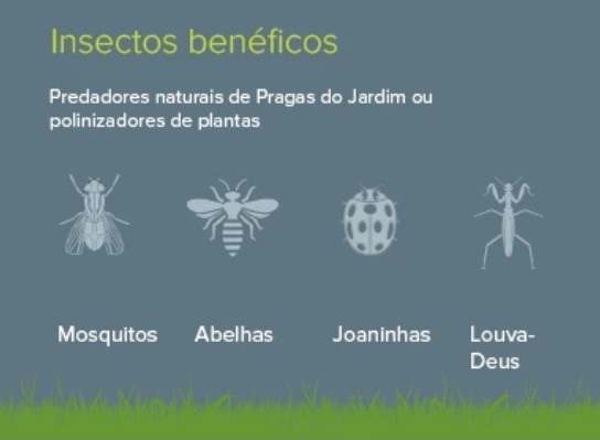 insectos beneficos