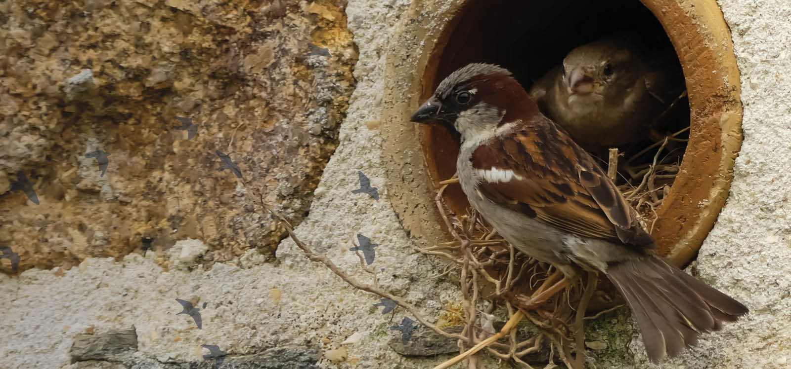 Drenagem obstruída por Aves