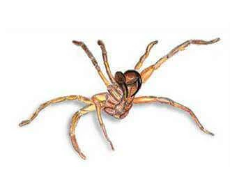 Tree Funnel Web Spider