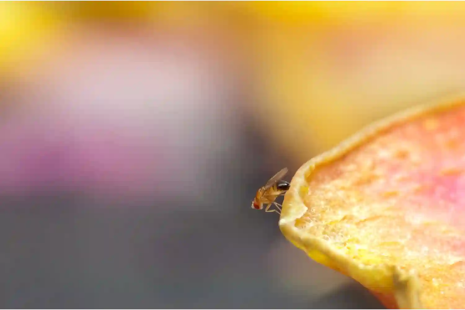 fruit fly sitting on fruit skin