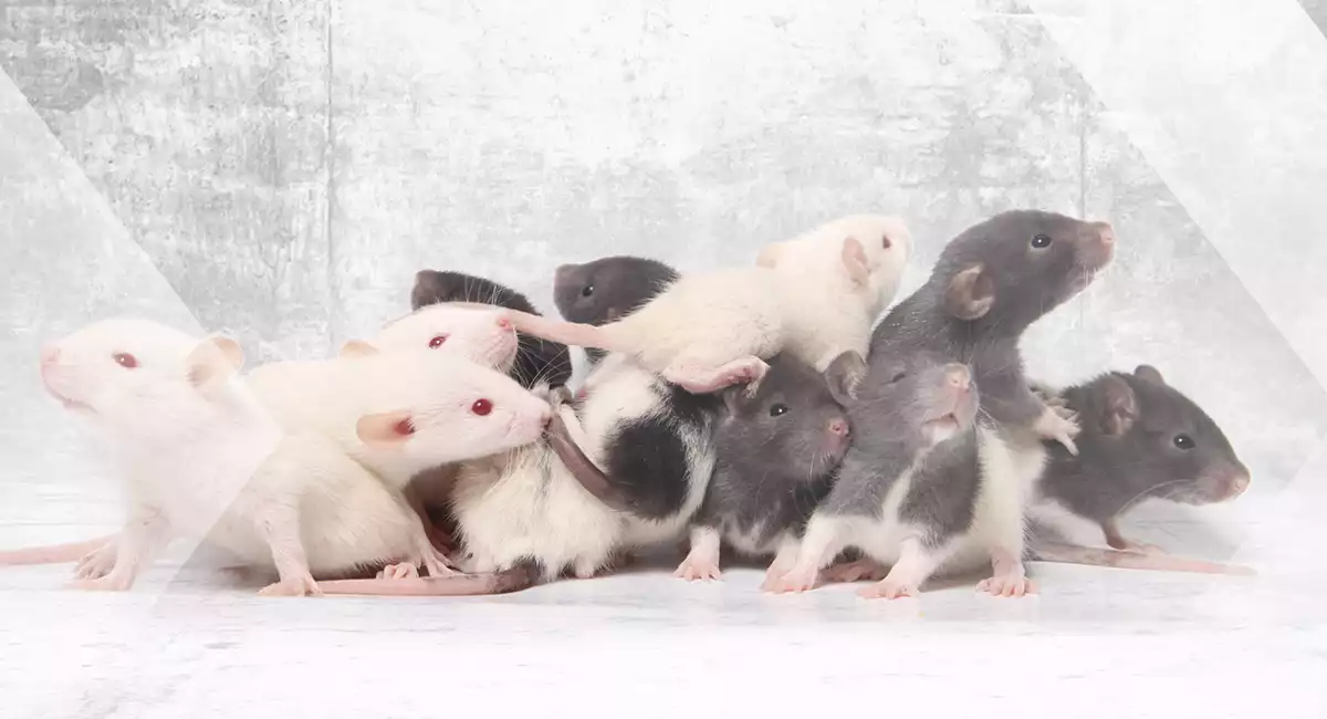 Rats
