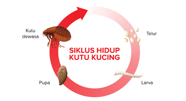 Flea Life Cycle