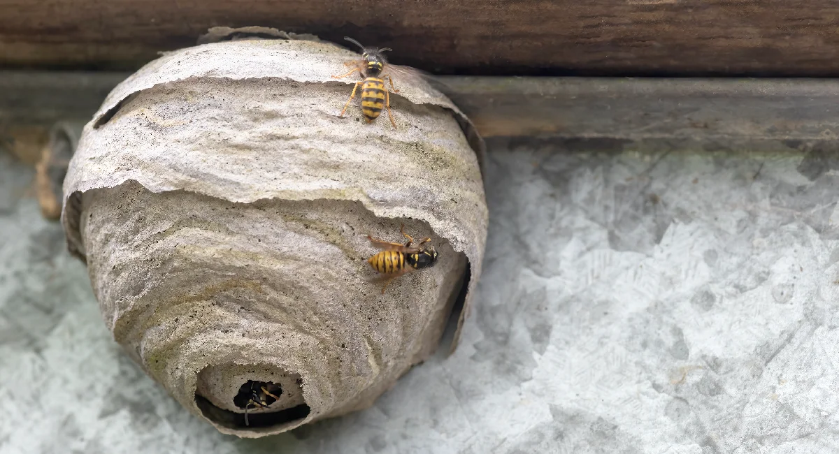 wasp hive