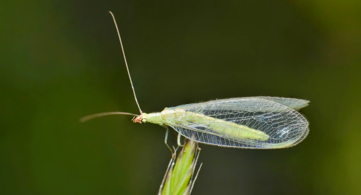Chrysoperla carnea