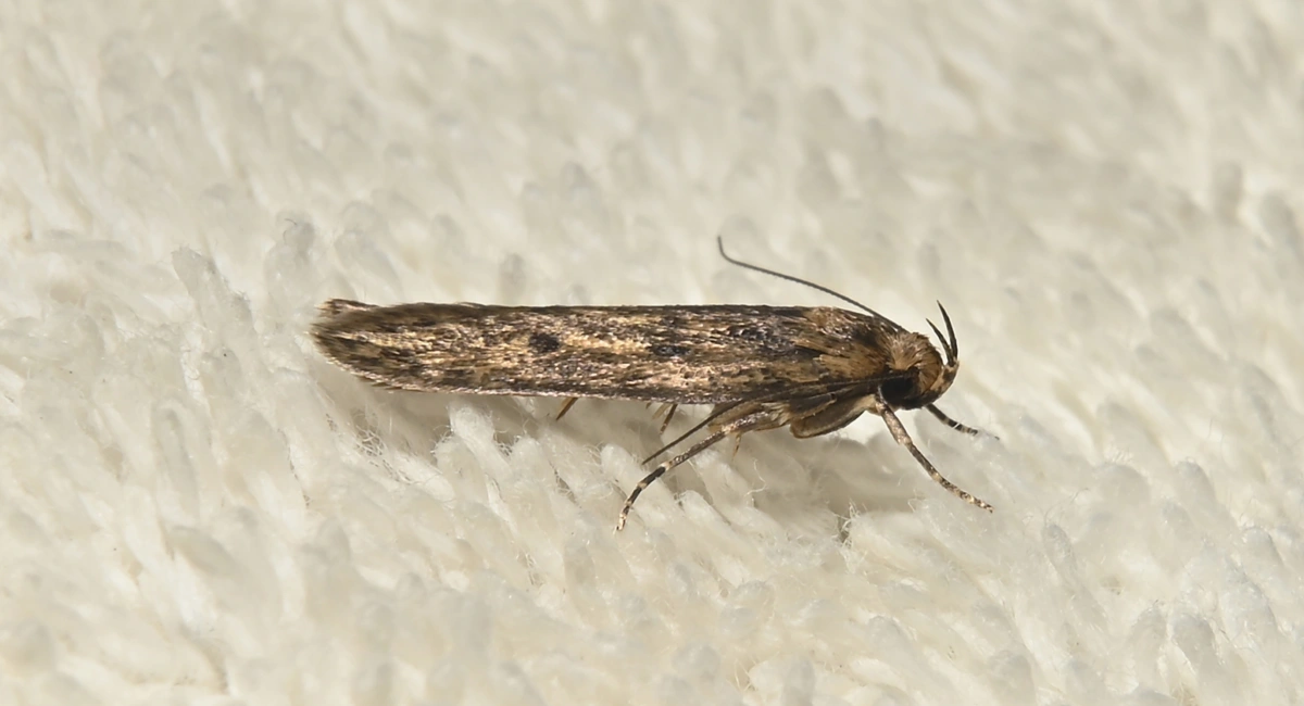 Hofmannophila pseudospretella
