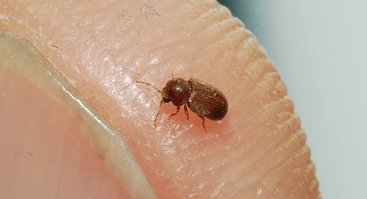 Common furniture beetle