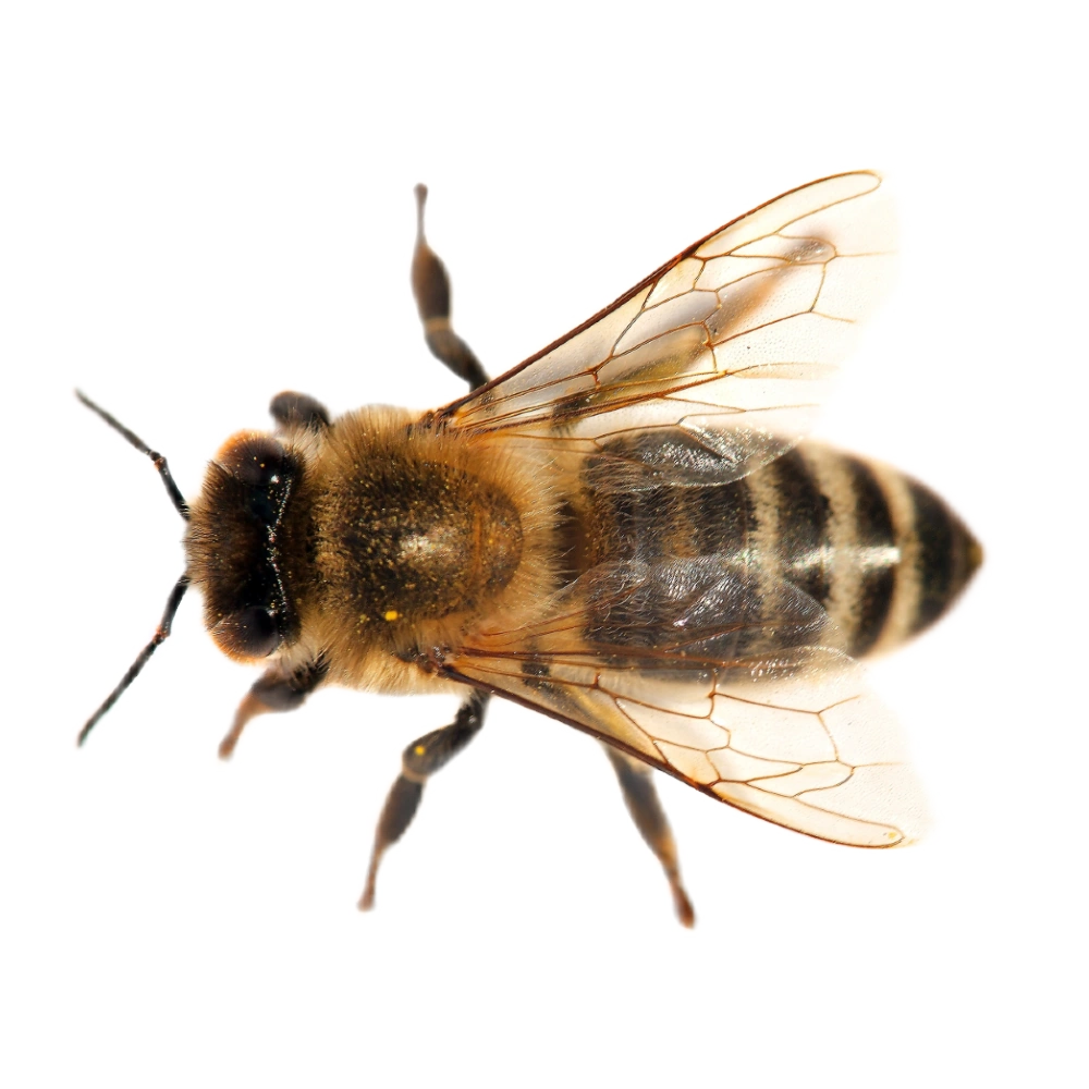 Honigbiene (Apis Mellifera)