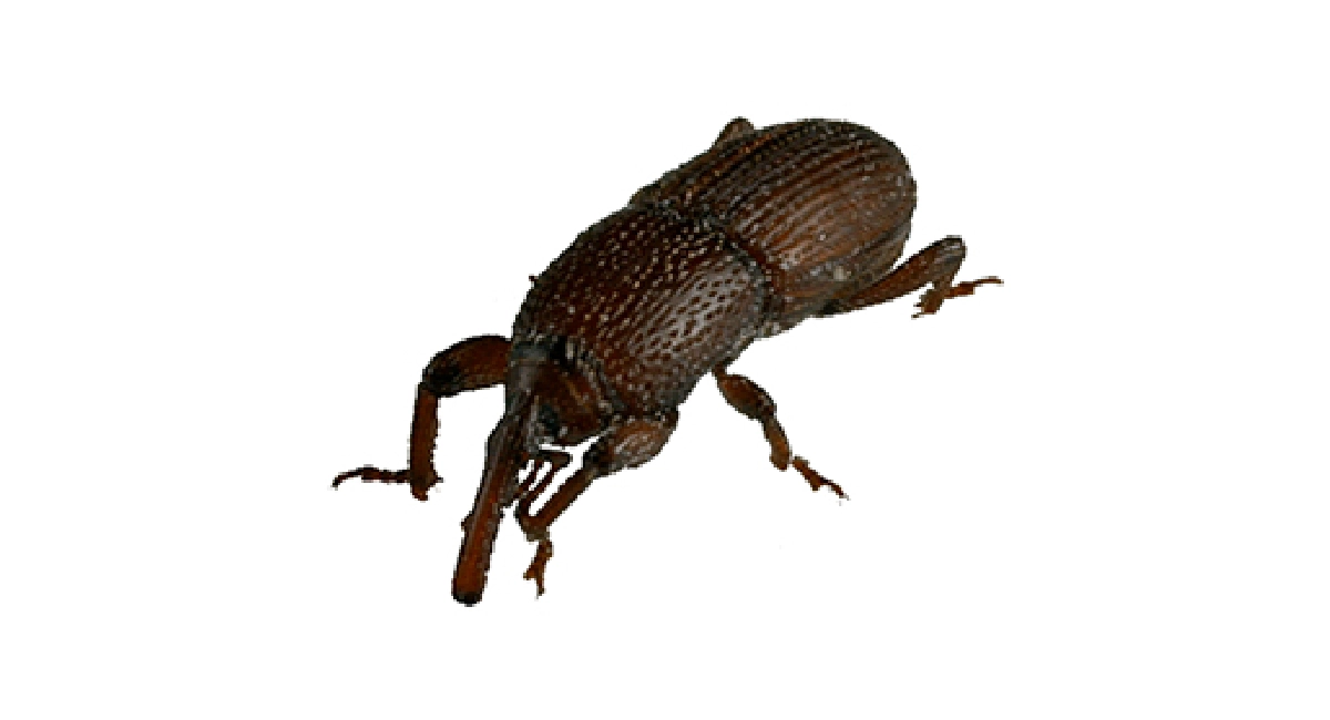 Beetle Sitophilus Granarius