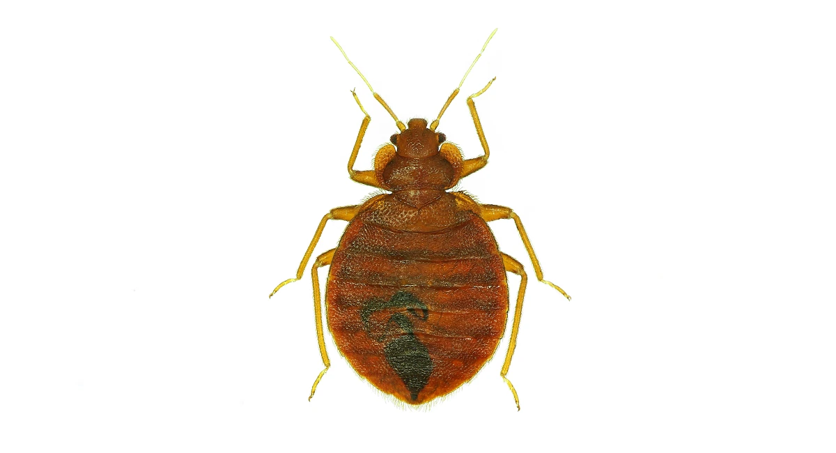 What do bed bugs look like?