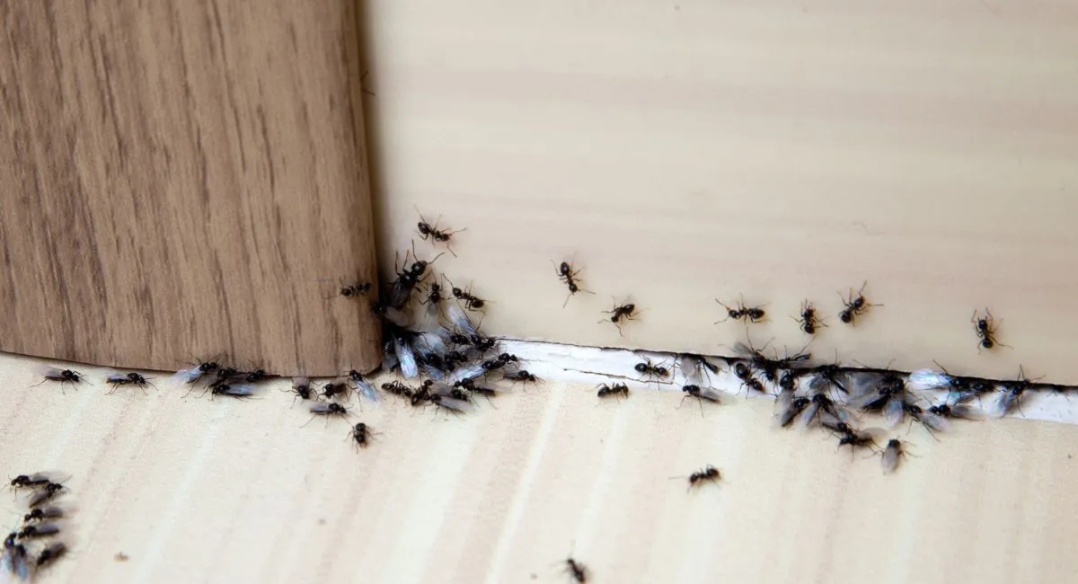 image-stock-ant-de.webp