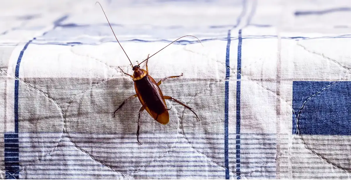 Cockroach