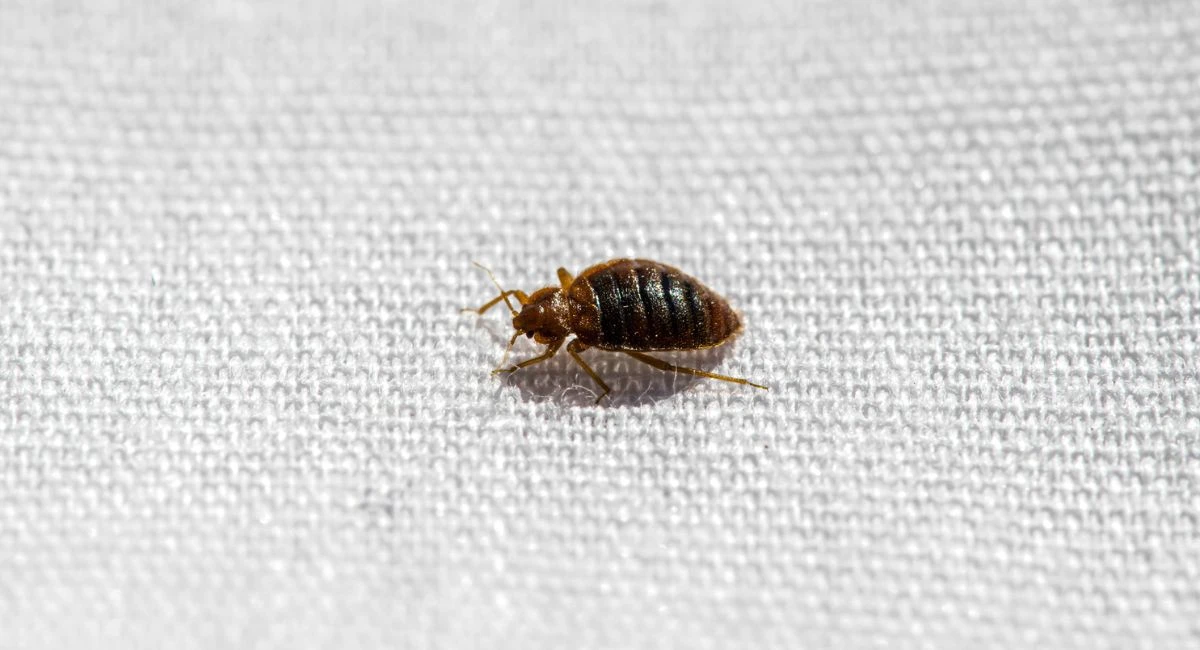 Bed bug on hospital mattress
