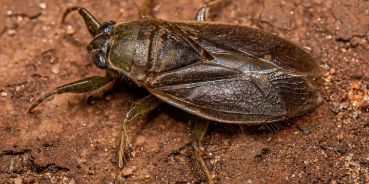 adult giant water bug