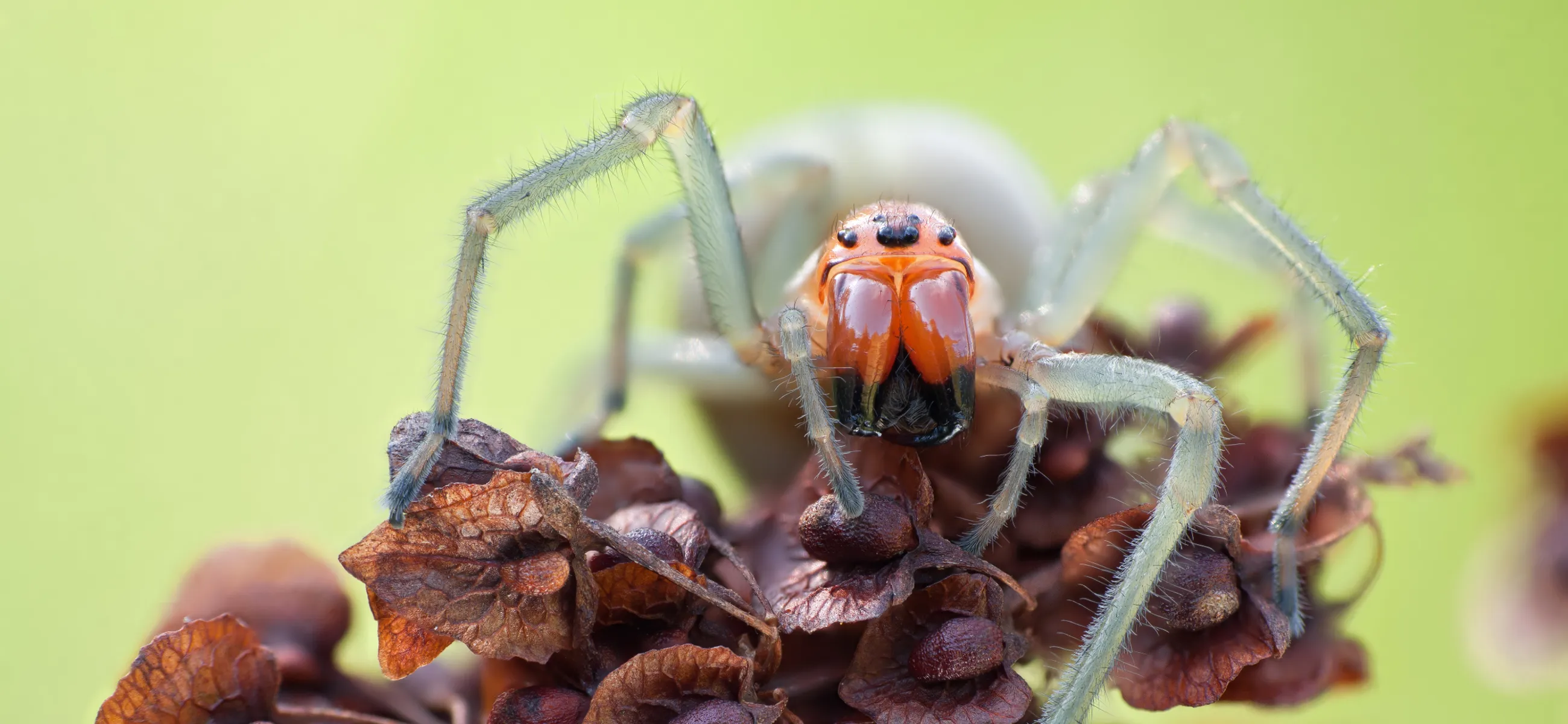 Yellow-sac-spider