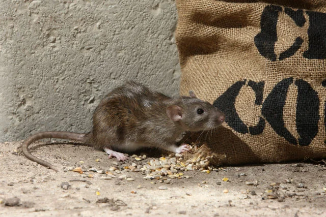 rodent