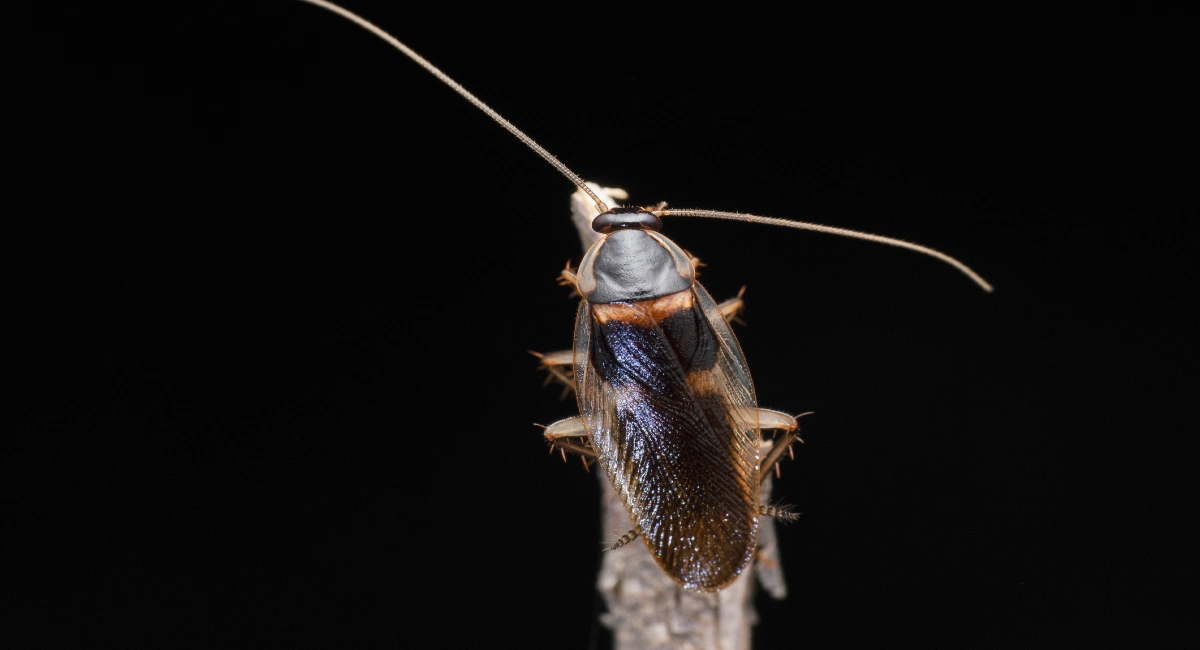 Brown-banded cockroach