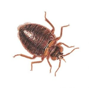 Cimex lectularius