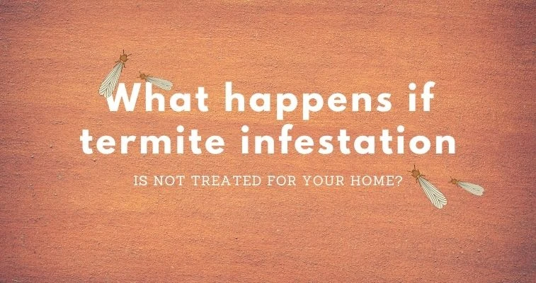 Implications For Not Treatment Termites