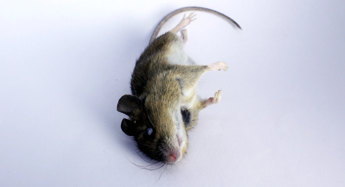 lebende Tiere