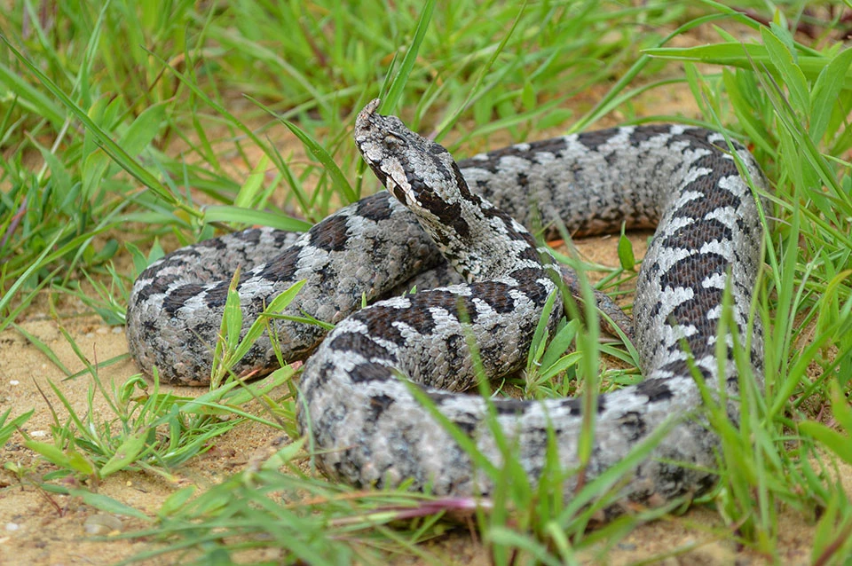 Vipera ammodytes