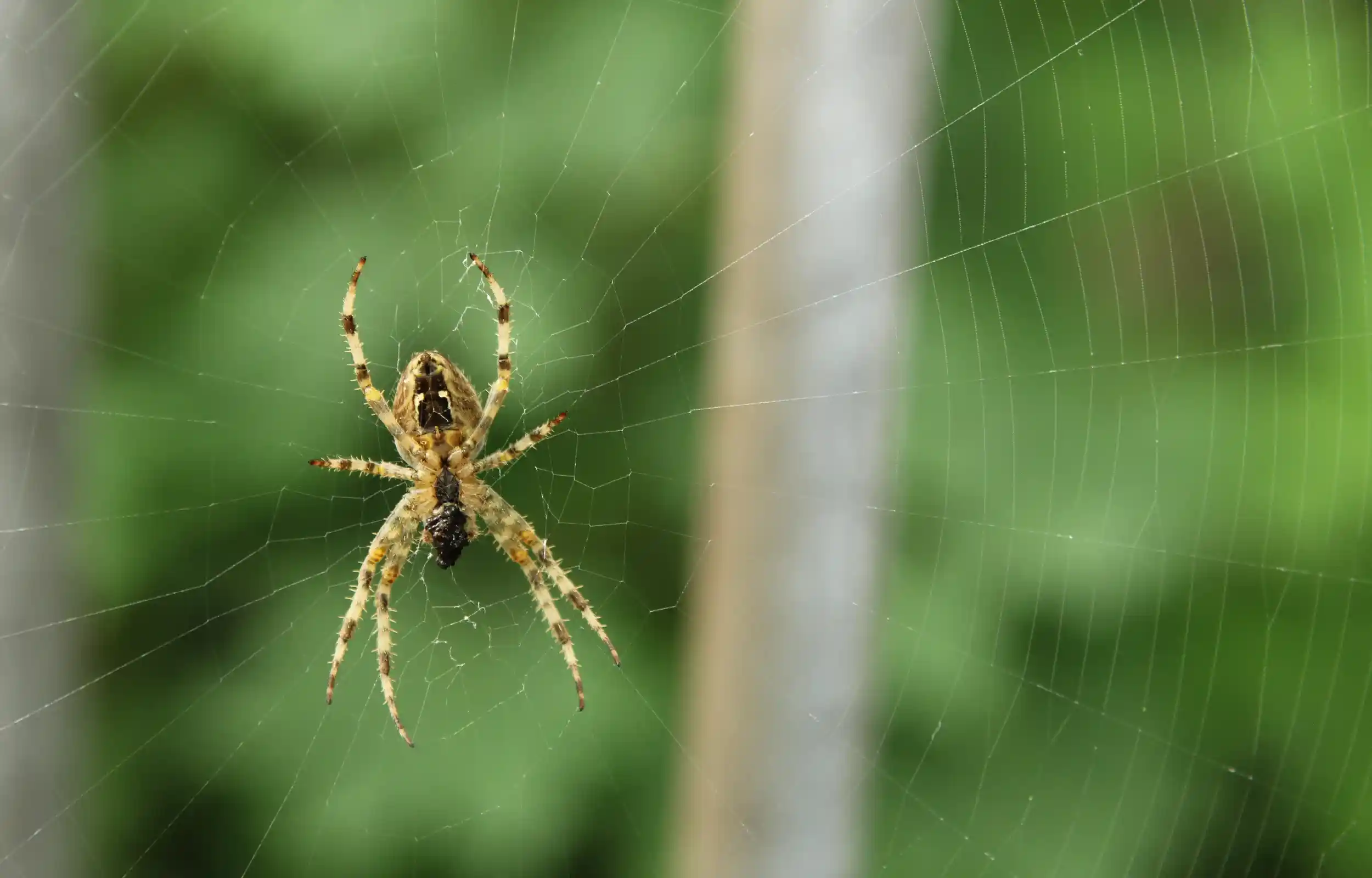 small spider in the web