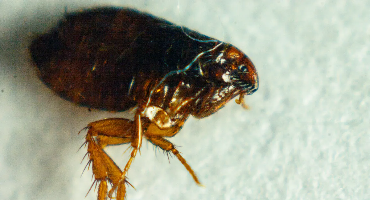 Dog Flea