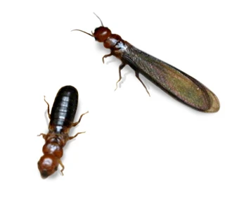 drywood termite