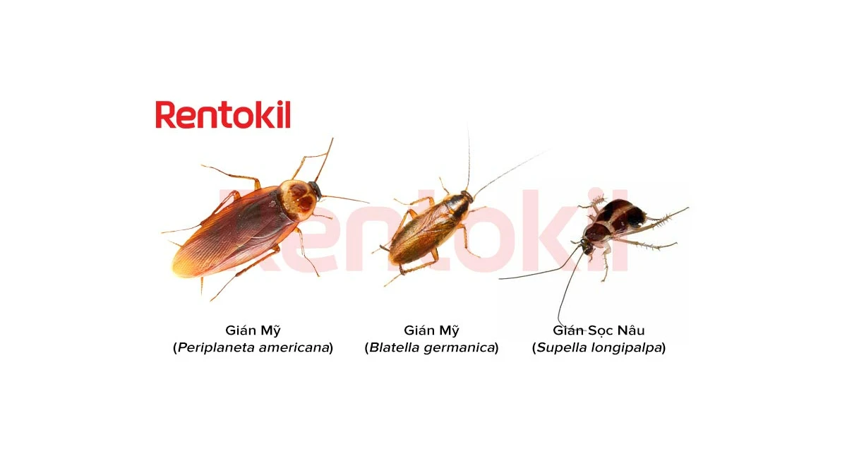 Gián có rất nhiều loài